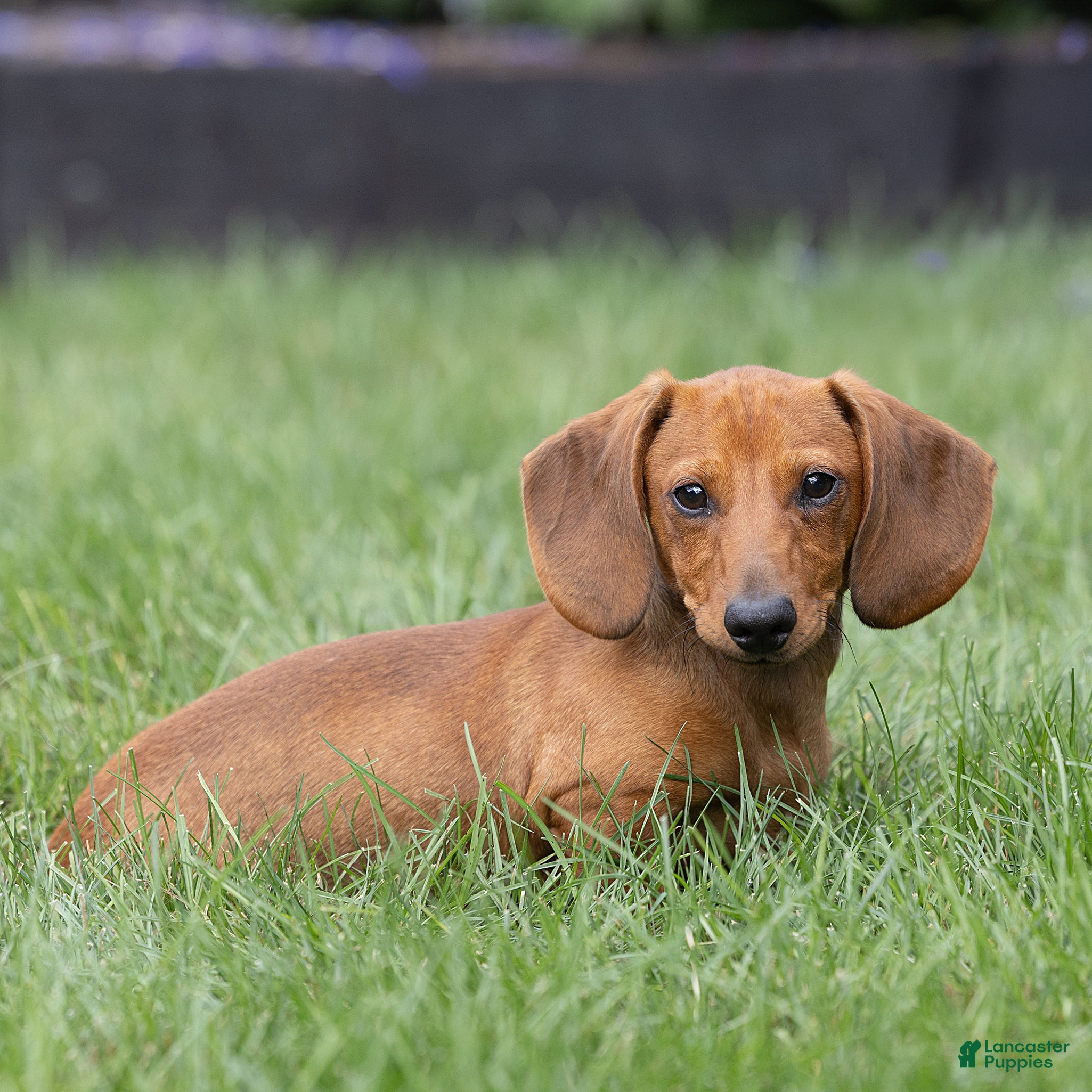 Miniature Dachshund dogs Mikey Miniature Dachshund  - Ad 1
