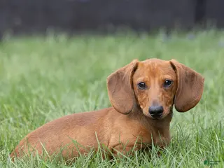 Miniature Dachshund dogs Mikey Miniature Dachshund - Ad 1