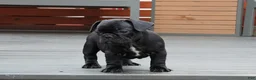 French Bulldog dogs for sale: Lilo - Solid Black Female (No brindle) - Rare - Ad 9