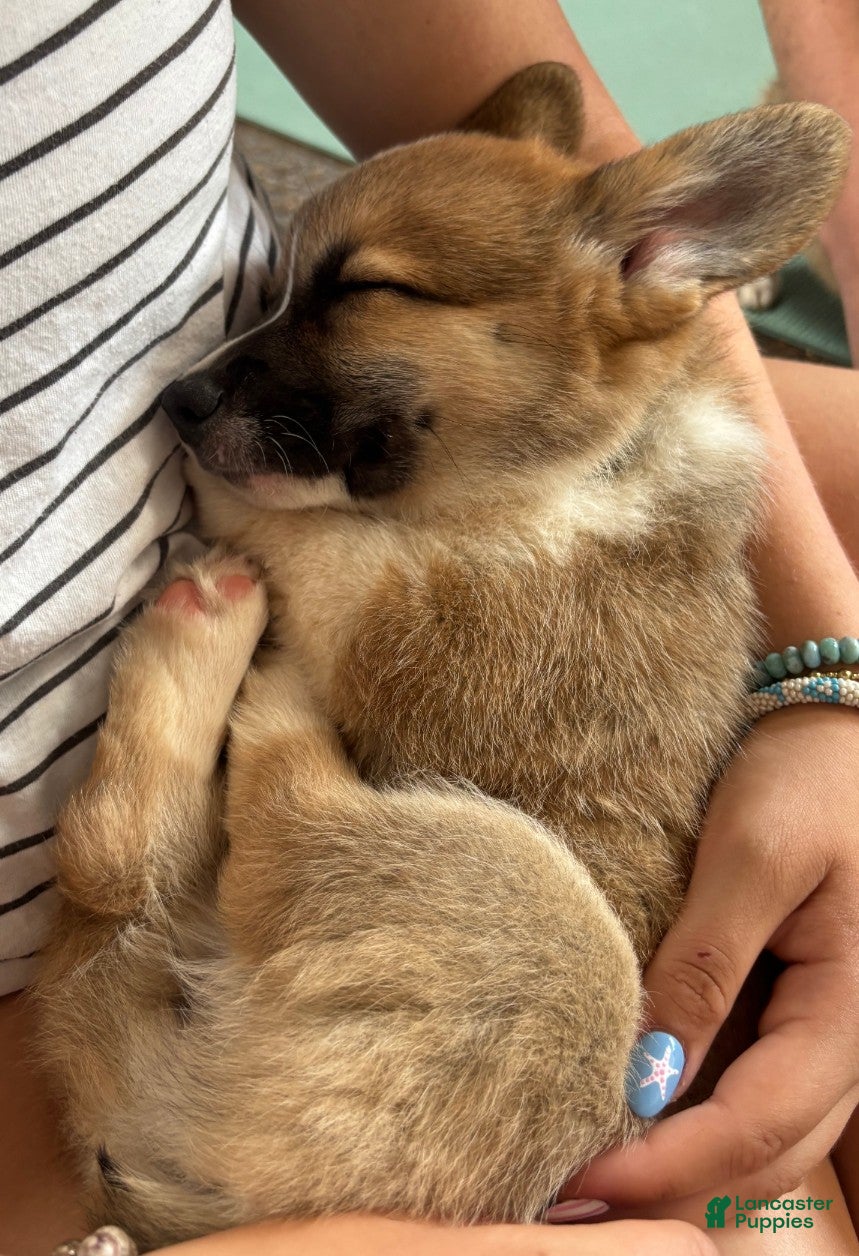 Welsh Corgi Pembroke dogs Ruby - Ad 1