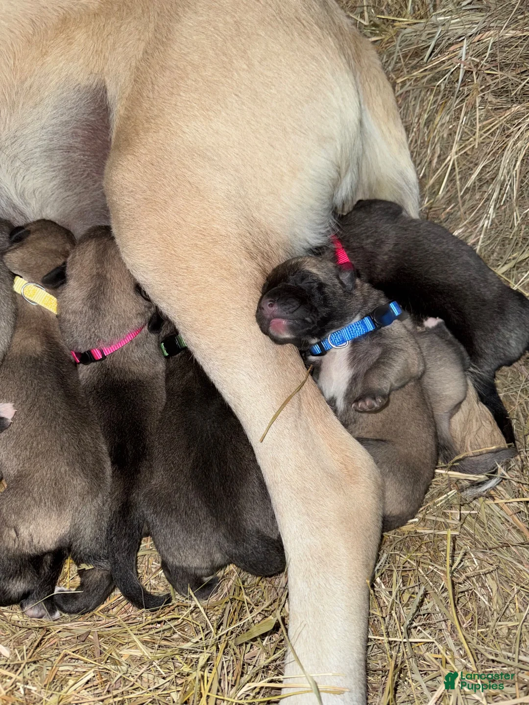 Mixed Breed dogs for sale: Anatolian/ Kangal- Black - Ad 11