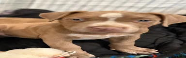 American Bully Puppy 2