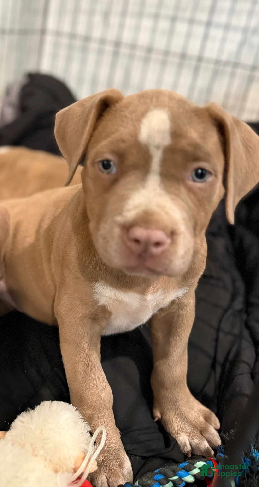 American Bully dogs for sale: American Bully Puppy 2 - Ad 1