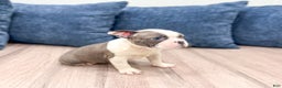 Frenchton dogs for sale: Sydney - Ad 3