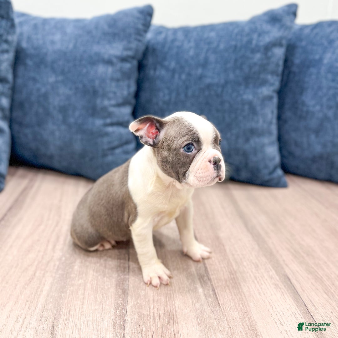 Frenchton dogs for sale: Sydney - Ad 3