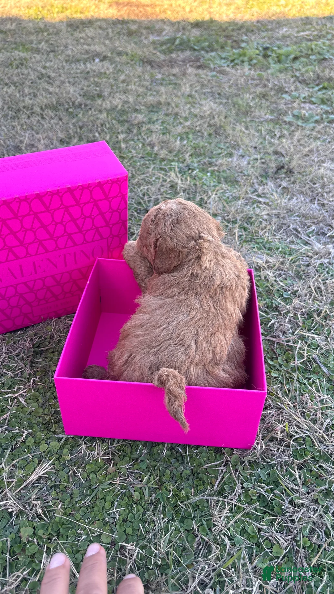 Toy Poodle dogs for sale: Toy Poodle Puppy 3 - Ad 1