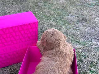 Toy Poodle dogs Toy Poodle Puppy 3 - Ad 13