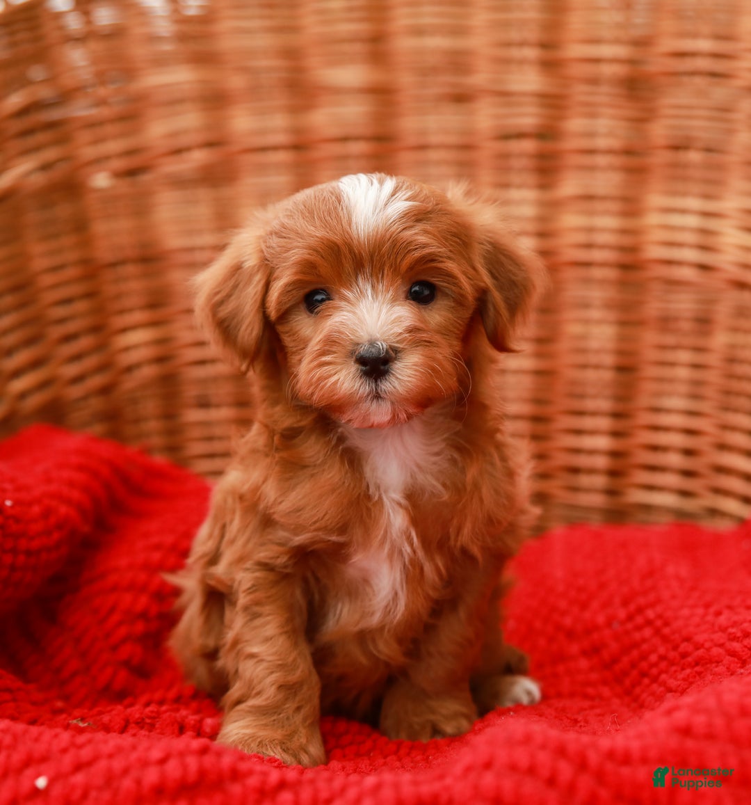 Havapoo dogs for sale: Brody - Ad 1