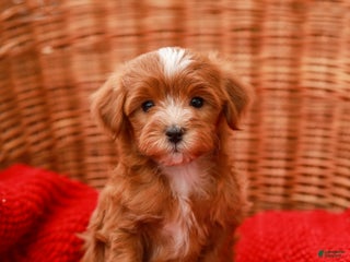 Havapoo dogs Brody - Ad 10