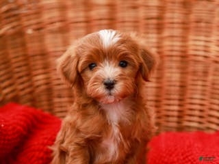 Havapoo dogs Brody - Ad 17