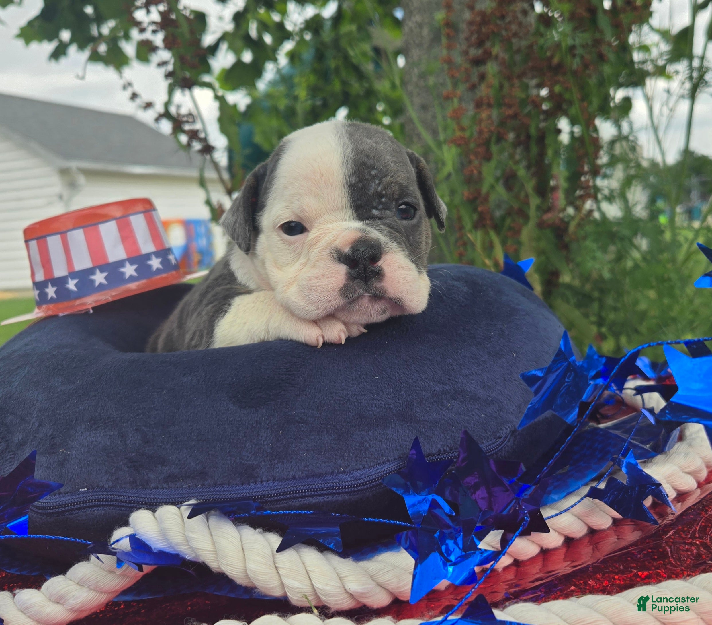 Olde English Bulldogge dogs Skye - Ad 2