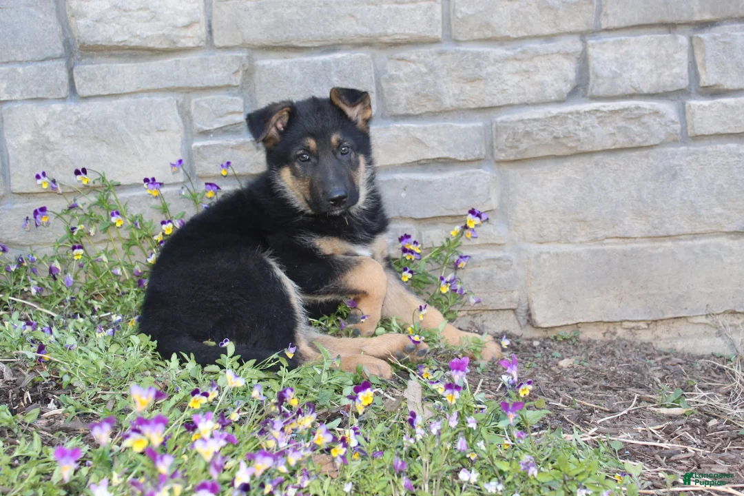 German Shepherd dogs for sale: Doc - Ad 1