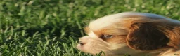 Cavalier King Charles Spaniel dogs for sale: Latte - Ad 7