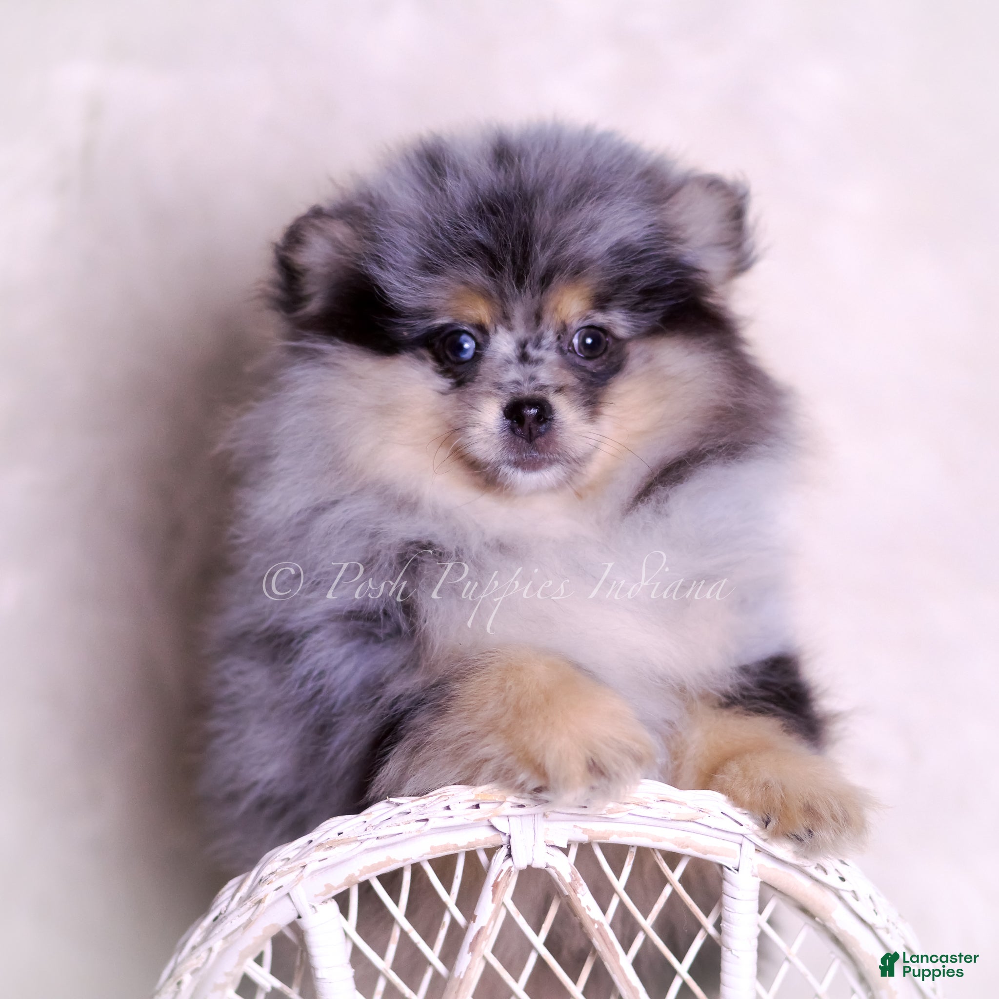 Pomeranian dogs Keeko - Ad 1