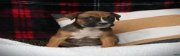 Boxer dogs for sale: Nollie - Ad 1