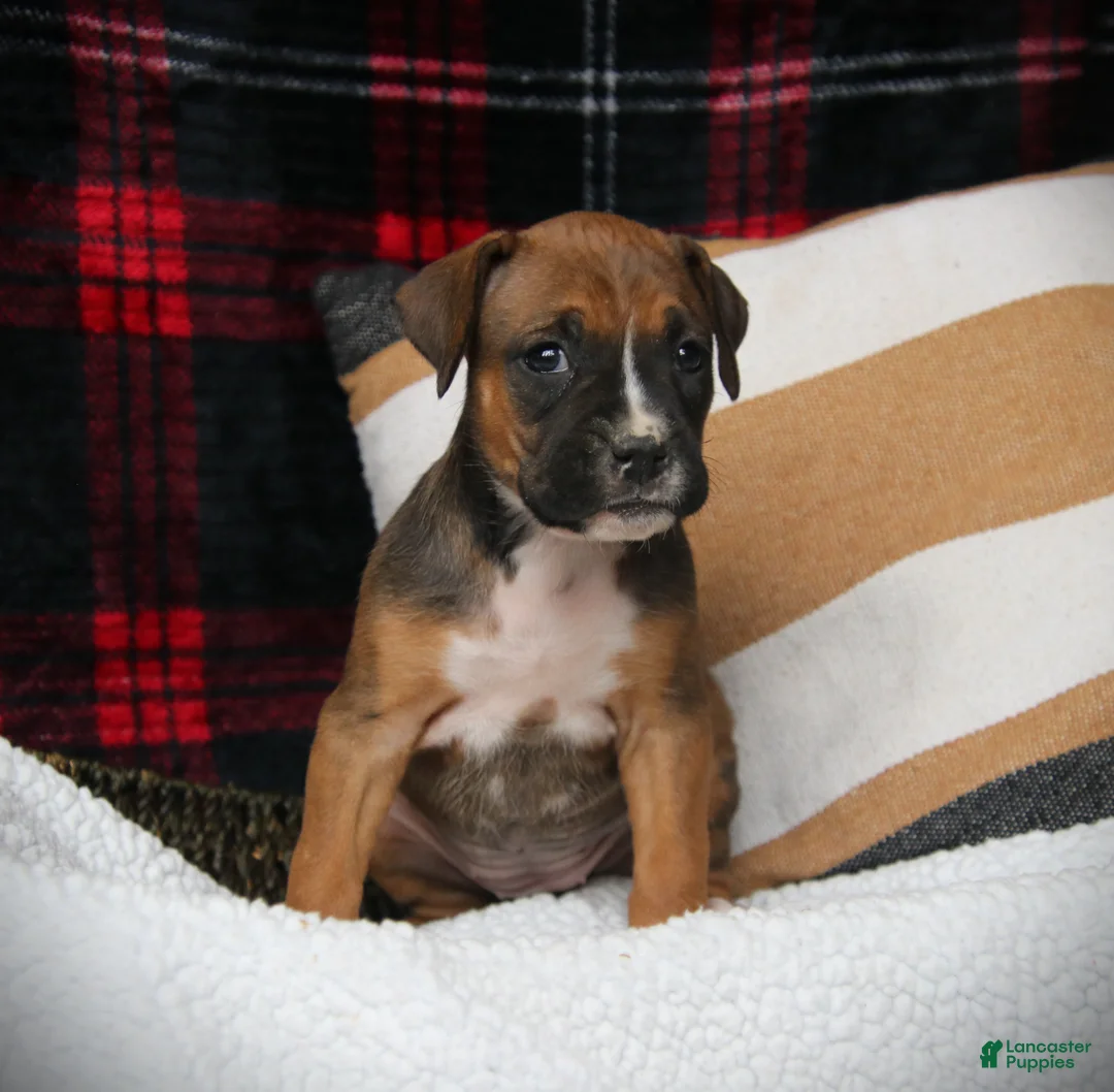 Boxer dogs for sale: Nollie - Ad 1