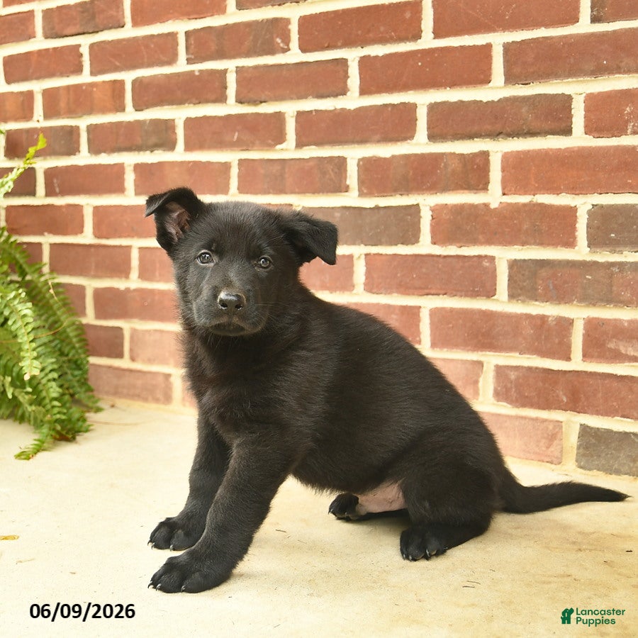 German Shepherd dogs Brewster - Ad 2