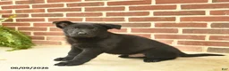 German Shepherd dogs for sale: Brewster - Ad 2