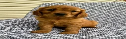 Miniature Golden Retriever dogs for sale: Max - Ad 4