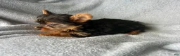 Yorkshire Terrier dogs for sale: Stanley-Yorkshire Terrier 1 - Ad 4