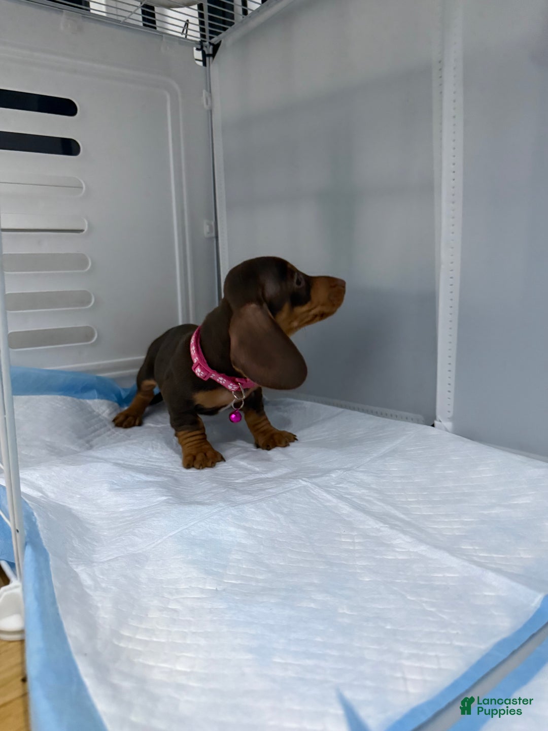 Miniature Dachshund dogs for sale: Teacup Chanel - Ad 9