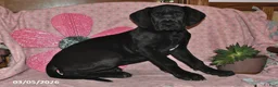 Great Dane dogs for sale: Gloria - Ad 2