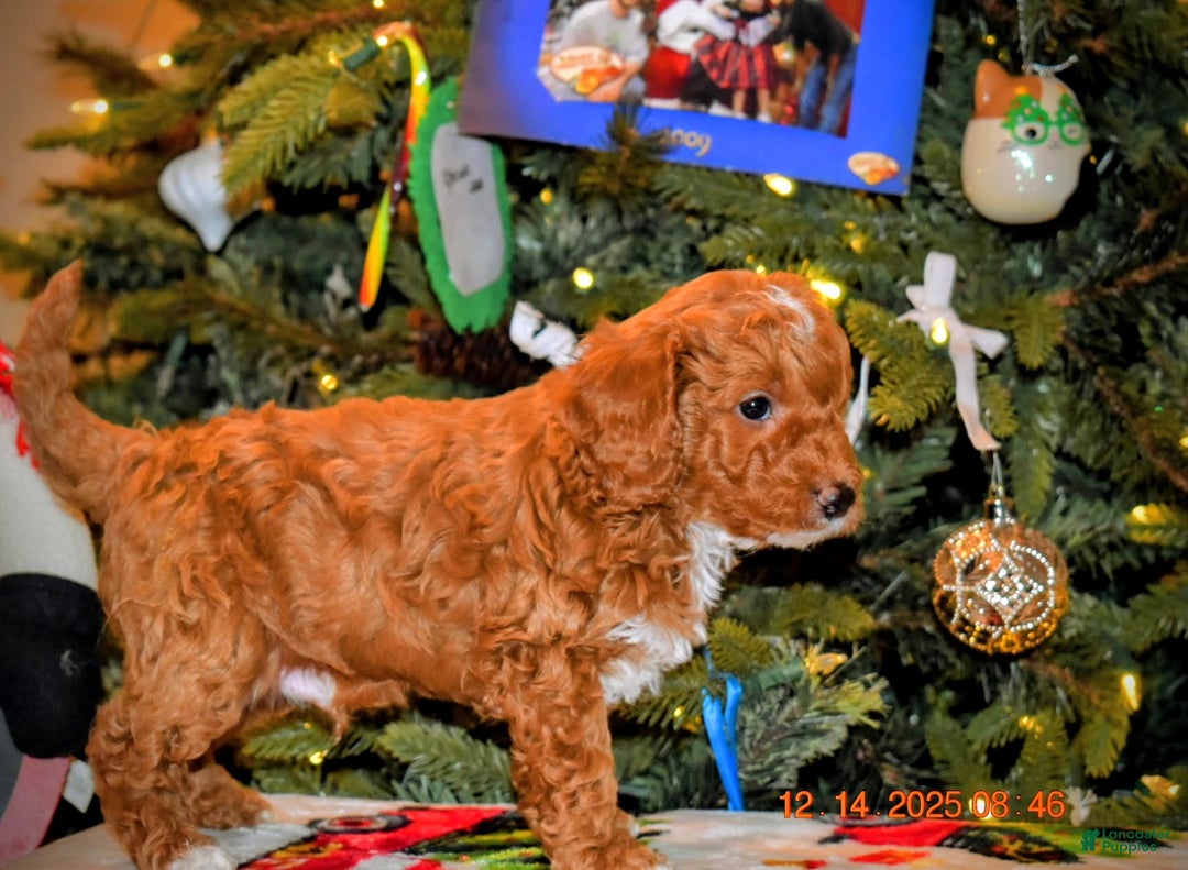 Cavapoo dogs for sale: Chocolate  - Ad 9