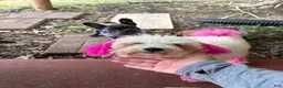 Maltipoo dogs for sale: Maltipoo 2 - Ad 7