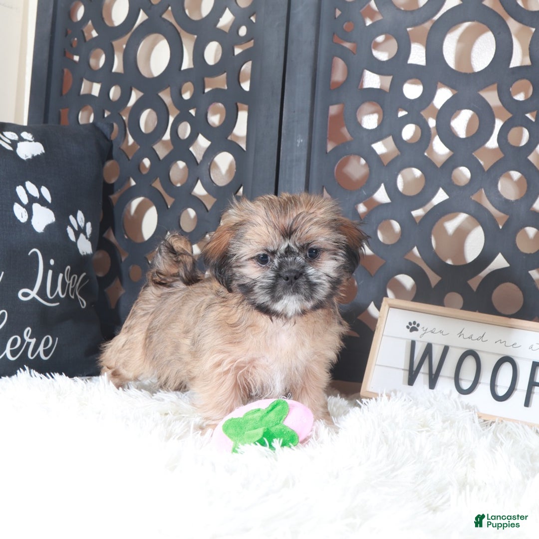 Shih Tzu dogs for sale: Duchess Regal Shih-tzu - Ad 1