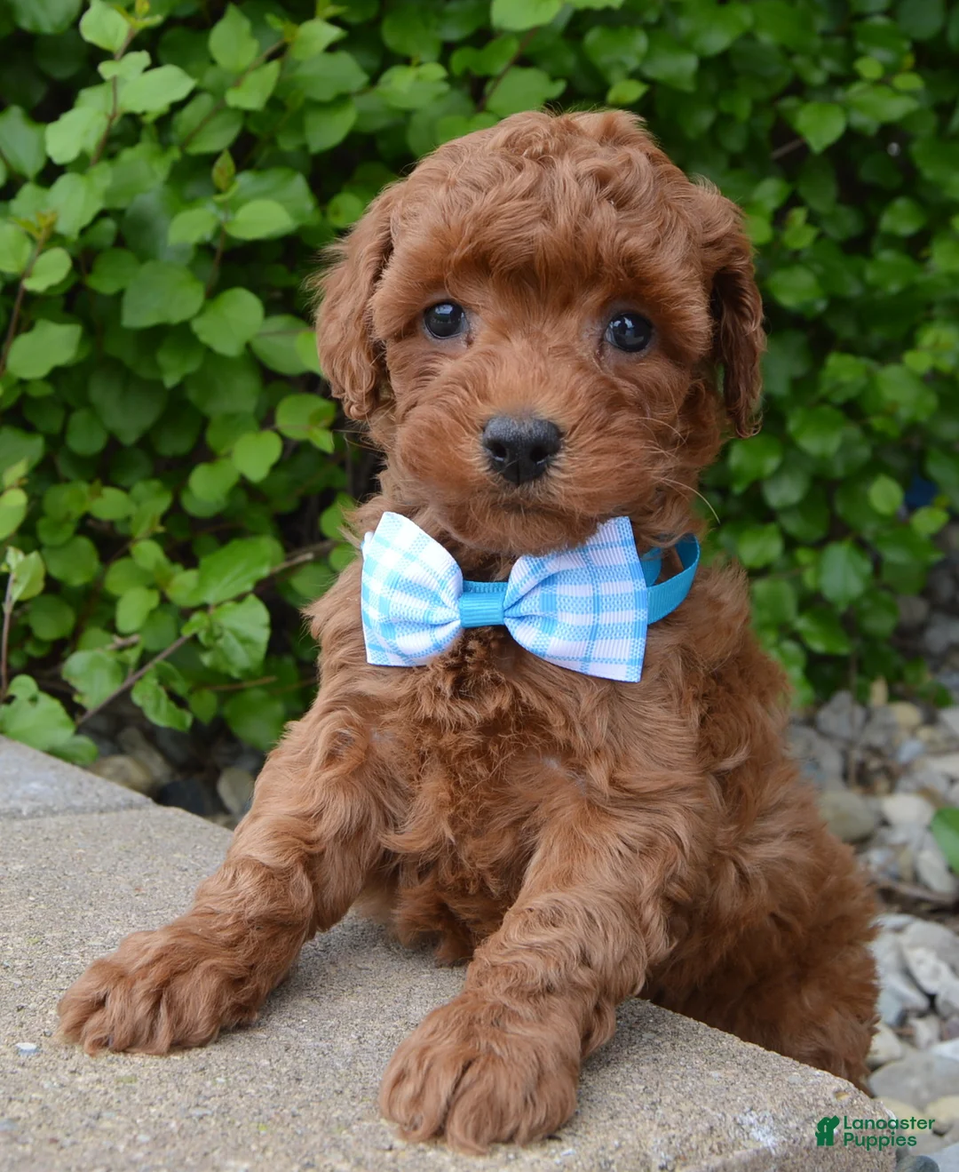 Mini Goldendoodle dogs for sale: Mini Gigi - Ad 2