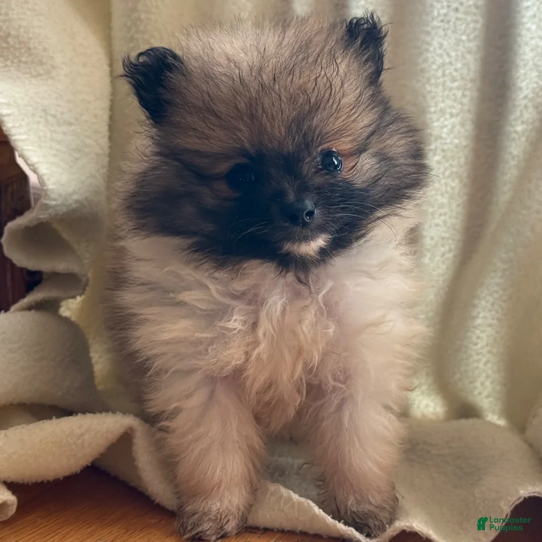 Pomeranian dogs for sale: Kordell - Ad 5