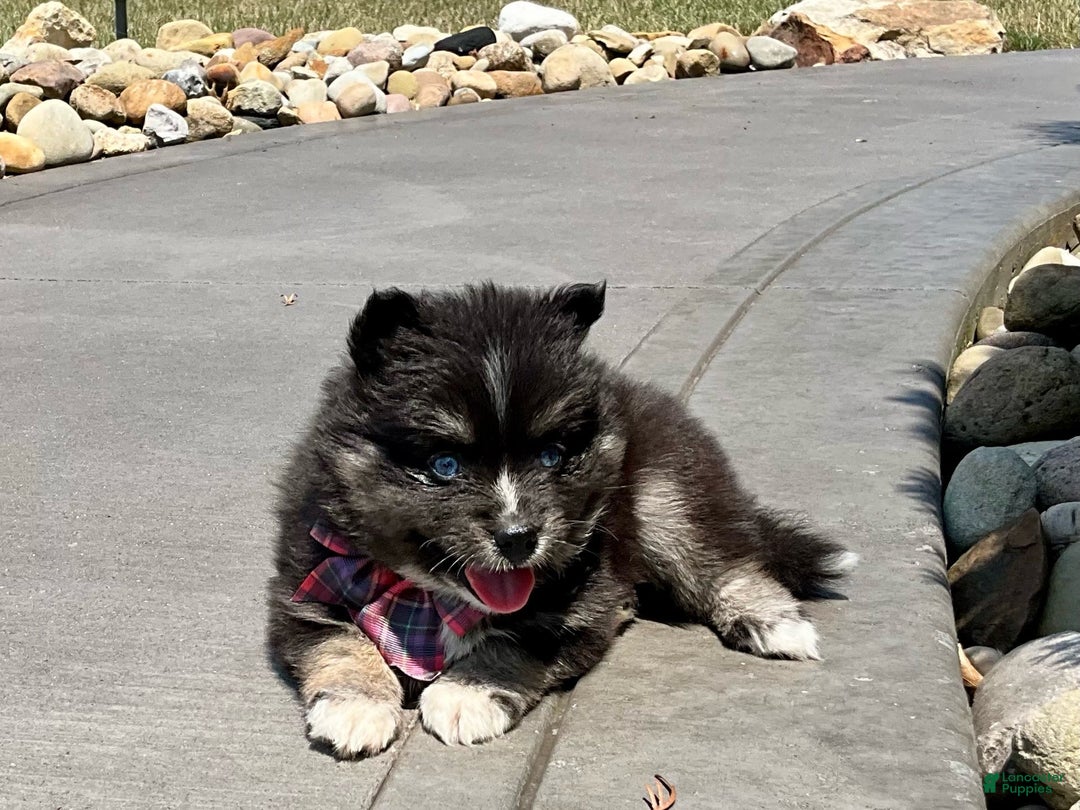 Pomsky dogs for sale: Crystal - Ad 4