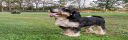 Bernedoodle dogs for sale: Honey - Ad 3