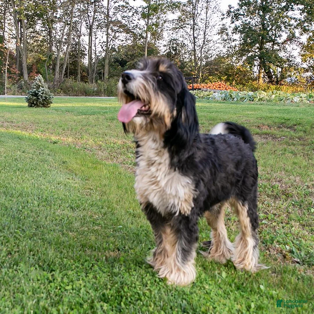 Bernedoodle dogs for sale: Honey - Ad 3