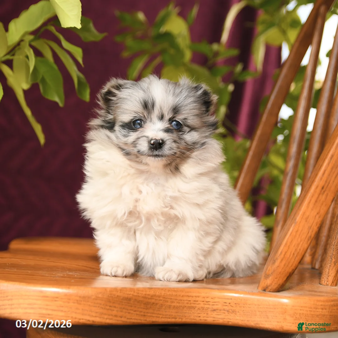 Pomeranian dogs for sale: Indigo - Ad 2