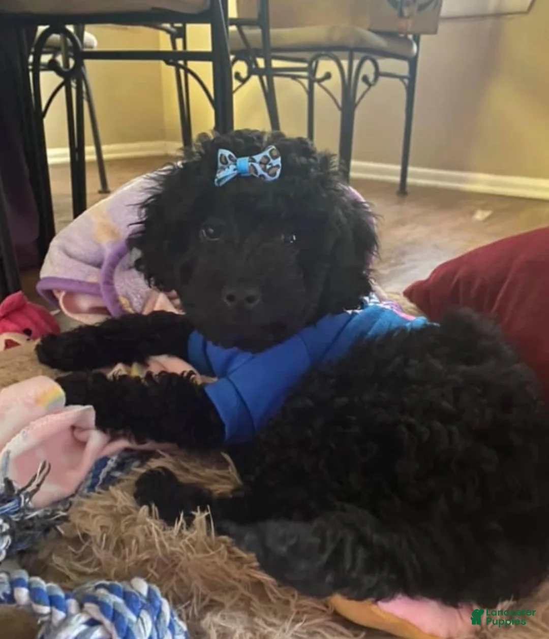 Mini Goldendoodle dogs for sale: Panther - Ad 5