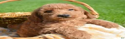 Mini Goldendoodle dogs for sale: Dani Mini Goldendoodle 5 - Ad 2