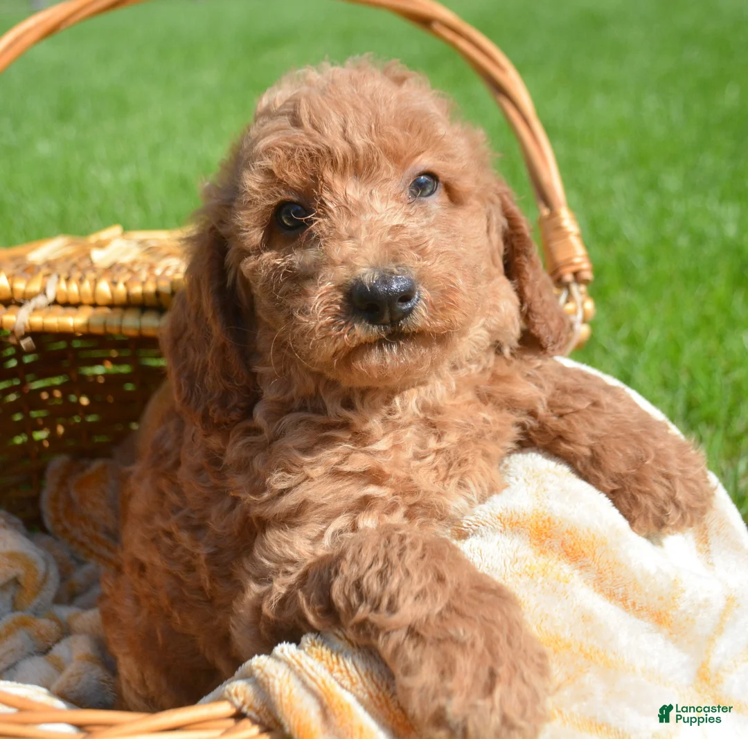 Mini Goldendoodle dogs for sale: Dani Mini Goldendoodle 5 - Ad 2