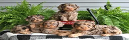 Cavapoo dogs for sale: Vonnie - Ad 5