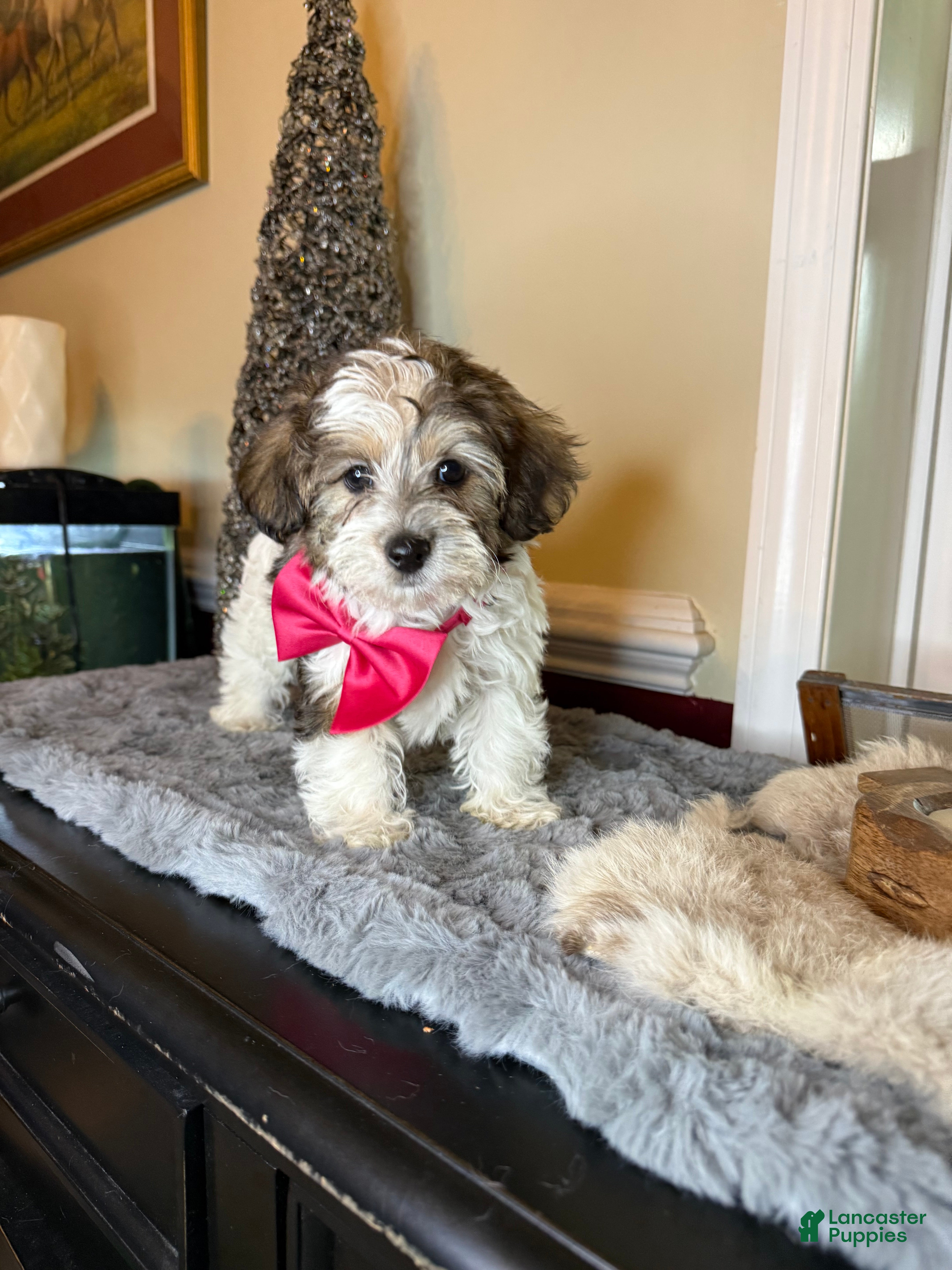 Yorkiepoo dogs Darla - Ad 1