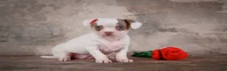 Chihuahua dogs for sale: Fiona - Ad 4