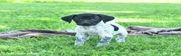 German Shorthaired Pointer dogs for sale: Rain - Ad 5