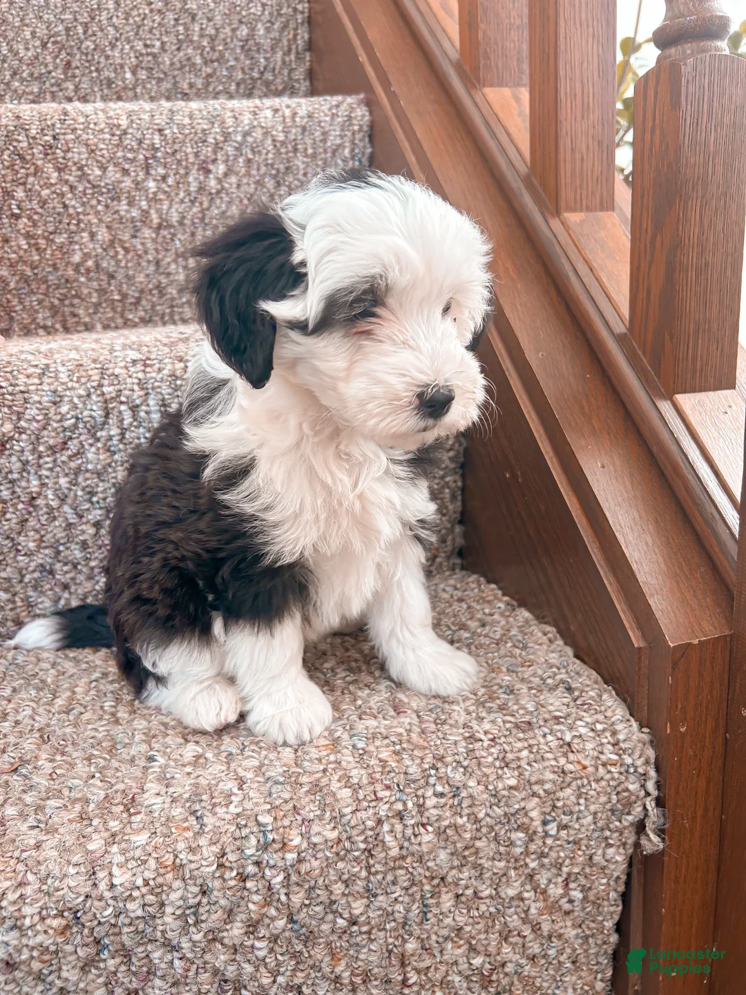 Mixed Breed dogs for sale: Bella - Ad 2