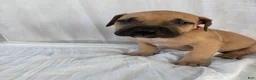 South African Boerboels dogs for sale: South African Boerboels Puppy 4 - Ad 4