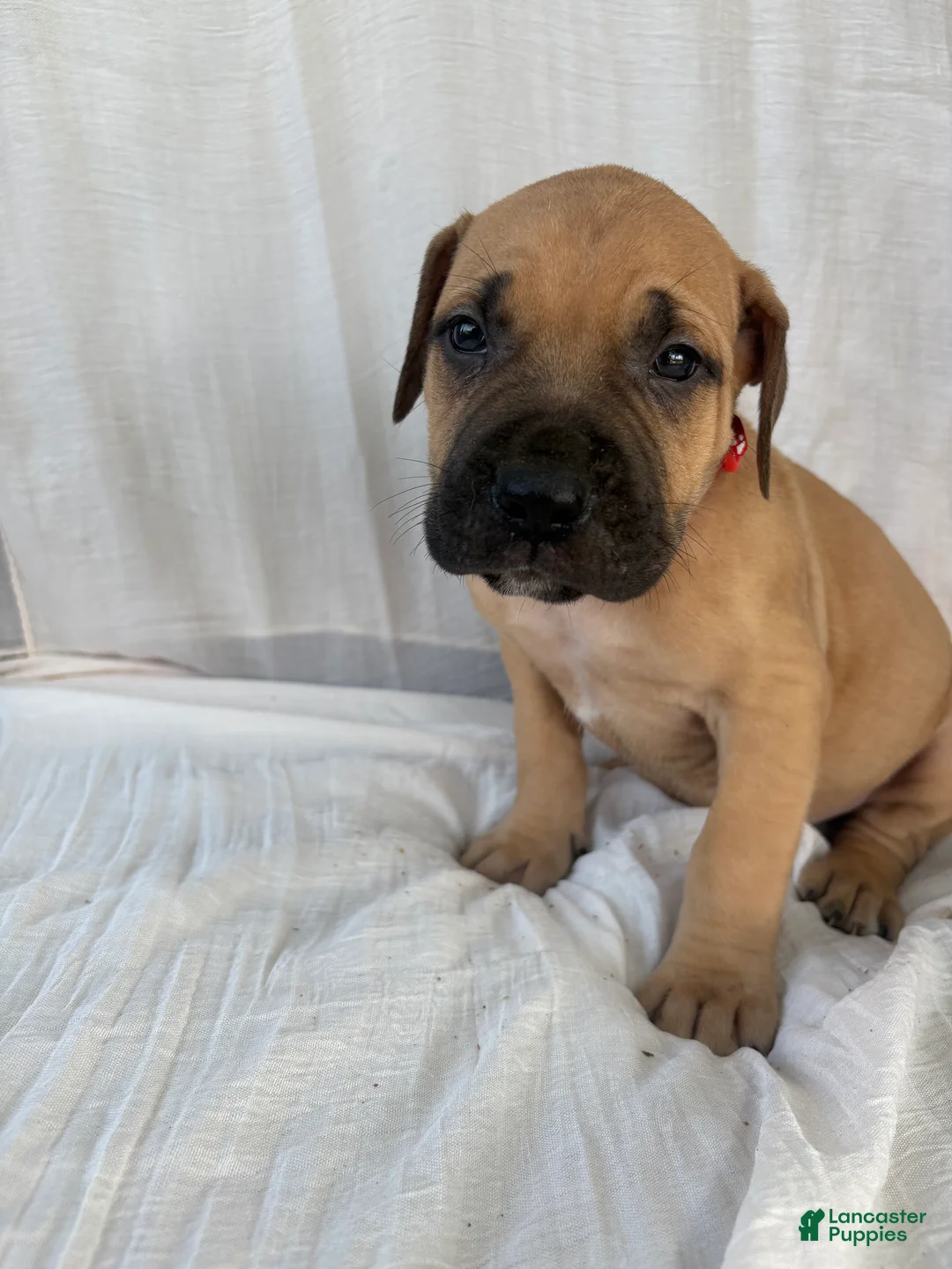 South African Boerboels dogs for sale: South African Boerboels Puppy 4 - Ad 2