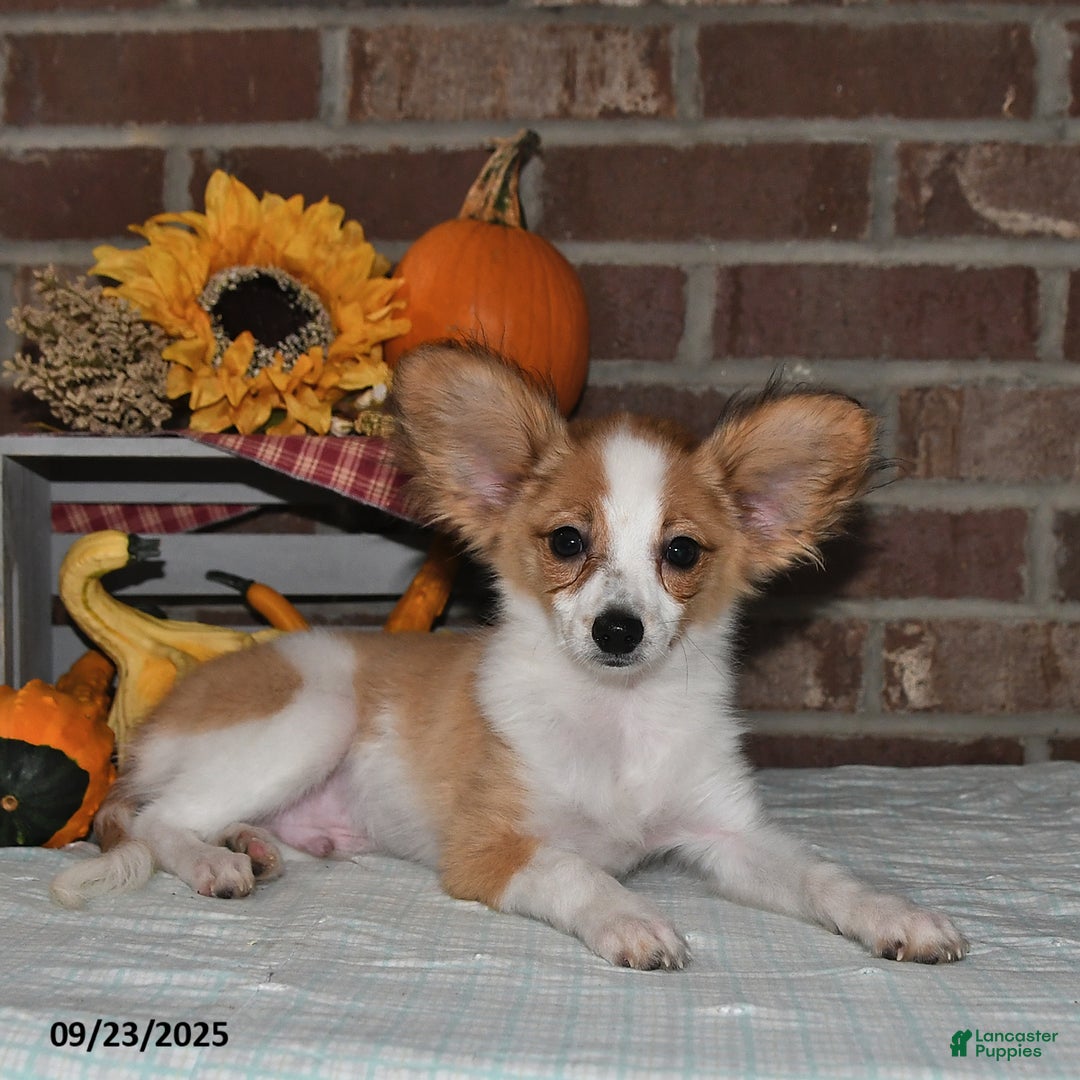 Papillon dogs for sale: Shadow - Ad 4