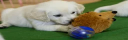Golden Retriever dogs for sale: Chicory - Ad 48