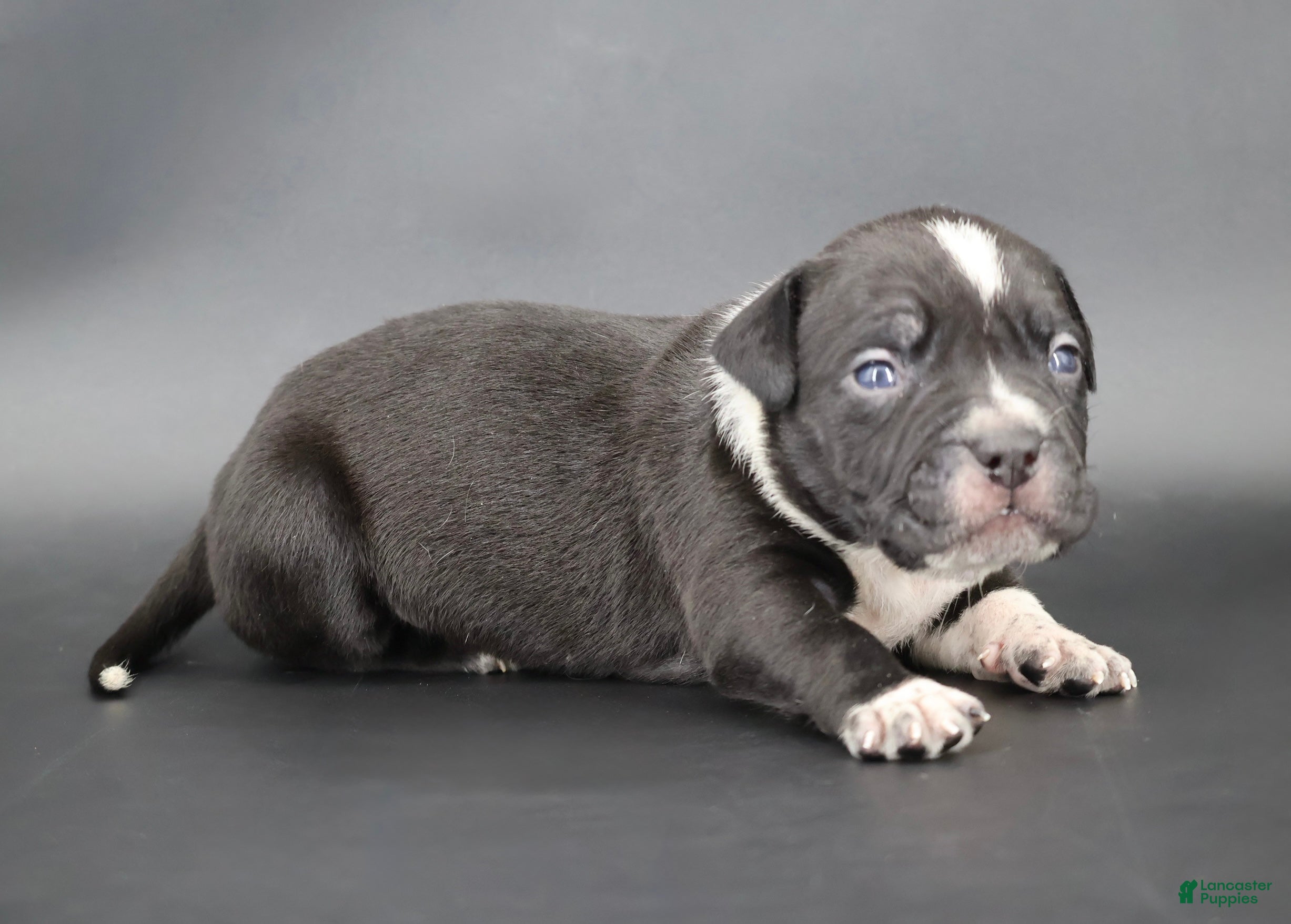 American Bully dogs Yarrow - Ad 1