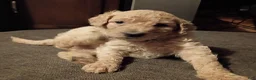 Goldendoodle dogs for sale: Nilla  - Ad 13