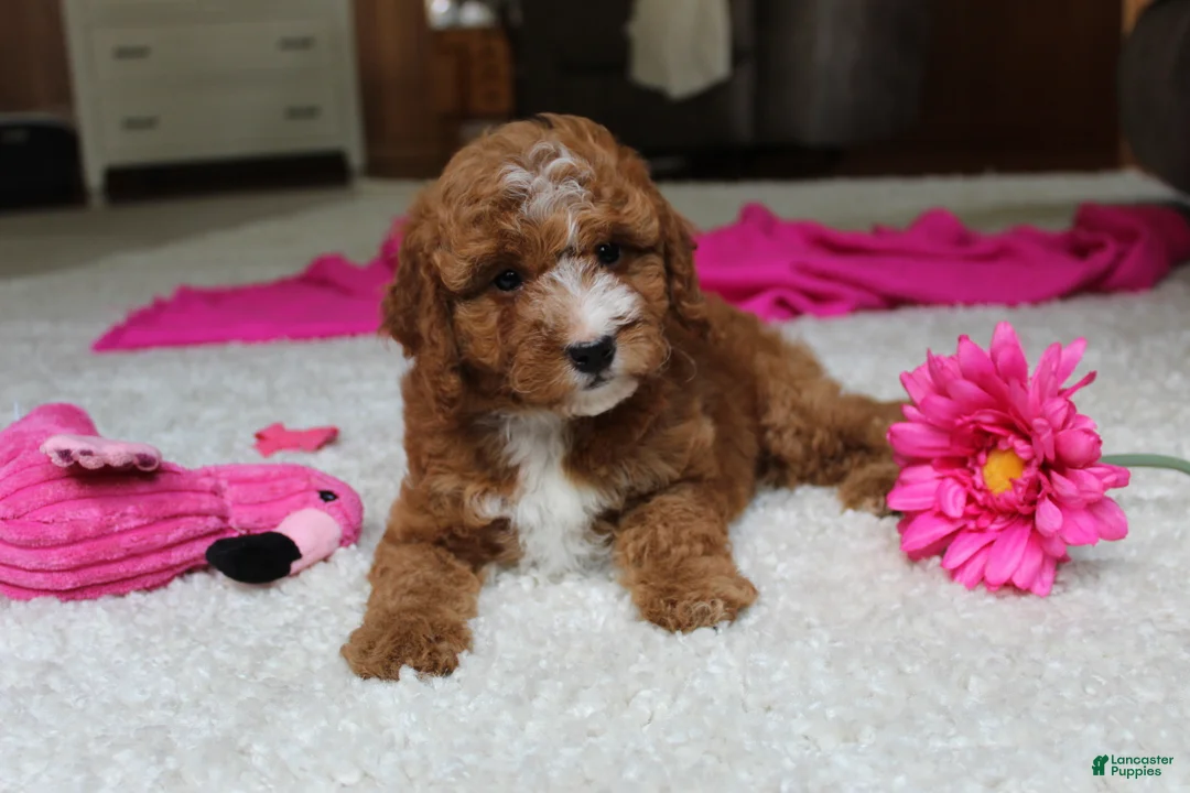 Cavapoochon dogs for sale: Millie - Ad 2